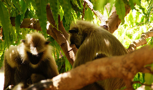 Low angle view of a monkey on tree