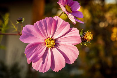 Close-up of pink cosmos flower