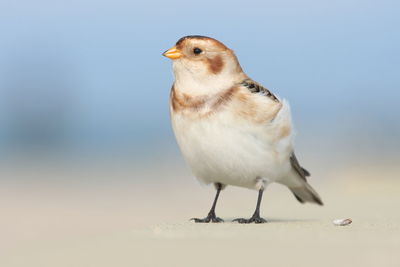 Close-up of bird perching