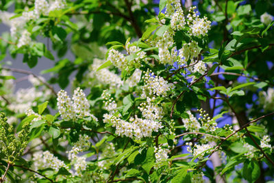Close-up of white flowering plant