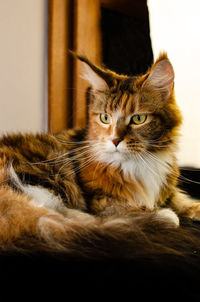 Close-up of cat lying on floor