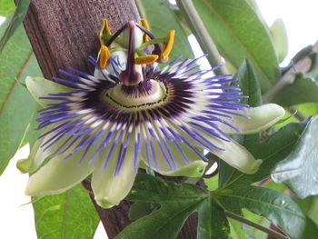 Close-up of purple flowering plant