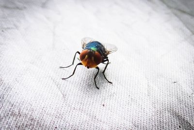 Close-up of fly