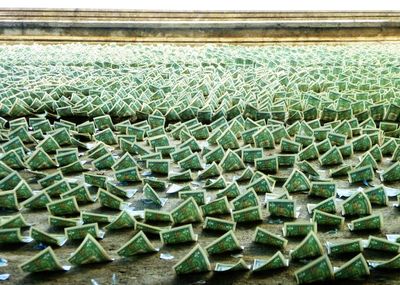 Close-up of cactus