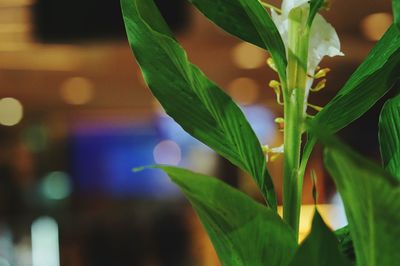 Close-up of fresh green plant