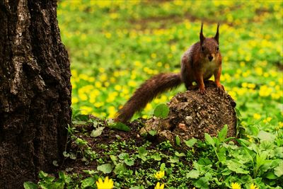 Close-up of squirrel on tree trunk