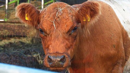 Close-up portrait of cow