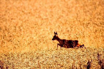 Side view of horse on land