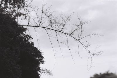Low angle view of tree against sky