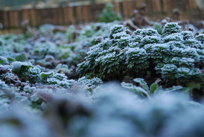 Close-up of moss on ground