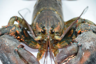 Close-up of lobsters 