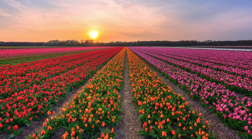 Tulip fields against sunset sky netherlands