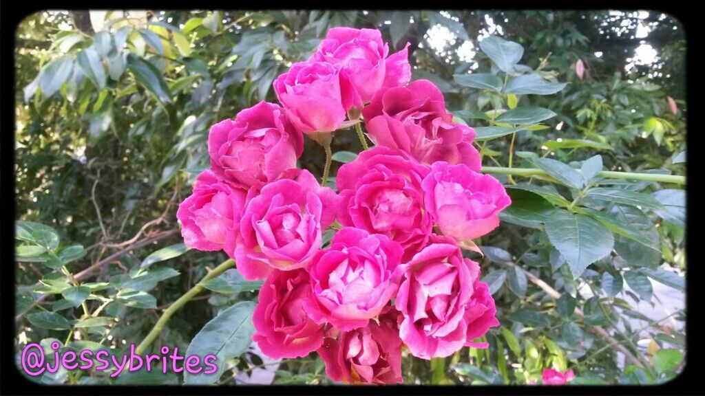 flower, transfer print, freshness, fragility, petal, growth, flower head, beauty in nature, auto post production filter, pink color, plant, close-up, leaf, nature, blooming, focus on foreground, rose - flower, park - man made space, in bloom, day