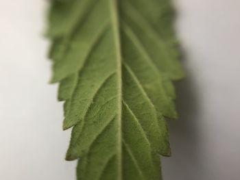 Close-up of green leaf