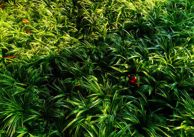 High angle view of berries growing on field