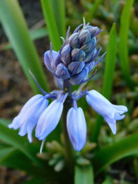 Close-up of purple flowering plants on field