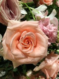 Close-up of pink roses