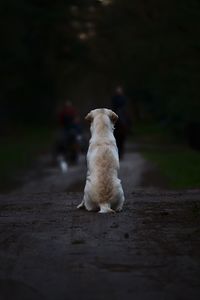 Rear view of a dog on the road