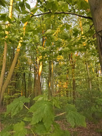 Low angle view of bamboo trees in forest