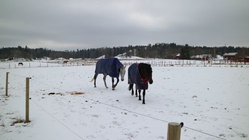 Horses on snow field against sky