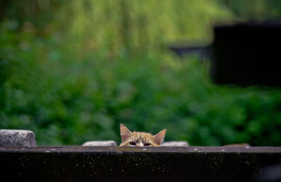 Cat peeking through fence