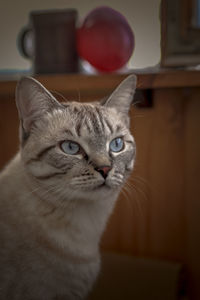 Close-up of cat at home