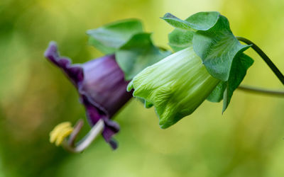 Close-up of purple flowering plant