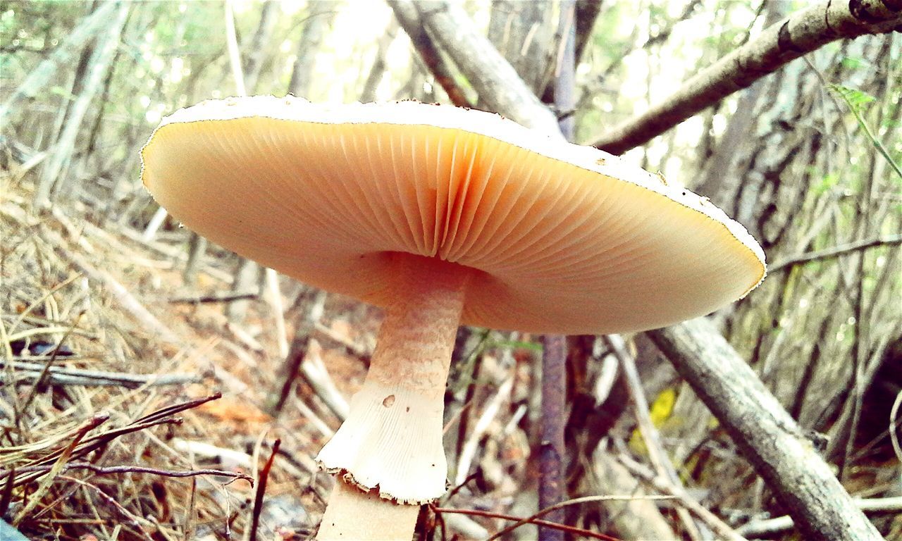 Amanita Rubescens