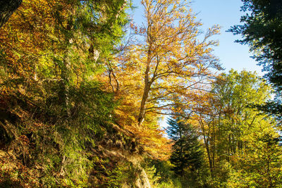 Low angle view of trees during autumn