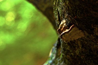 Close-up of lizard on tree trunk
