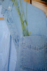 Close-up of plant against blue wall