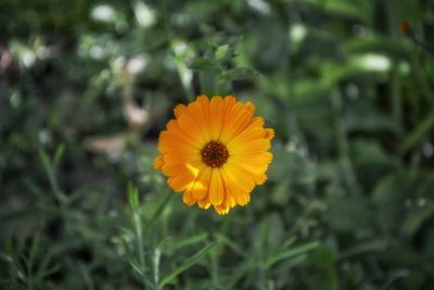 Close-up of fresh yellow daisy flower