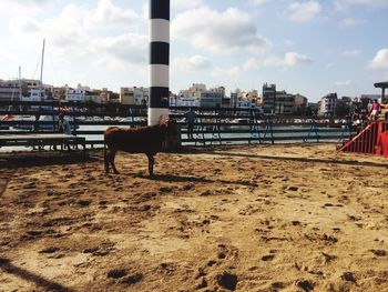 Horses on beach against sky