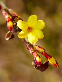 Close-up of yellow flower