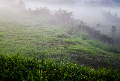 Scenic view of trees on field against sky