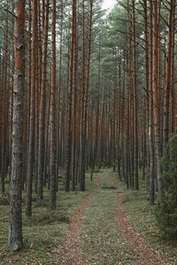 Trees in forest