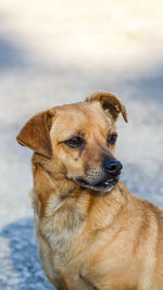 Close-up portrait of dog