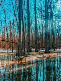 Bare trees in lake during winter