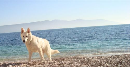 Dog standing on beach against clear sky