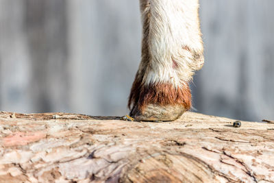 Close-up of lizard on wood
