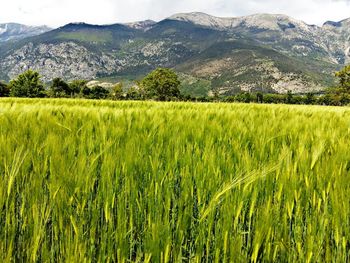 Scenic view of green landscape