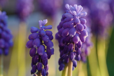 Close-up of purple flowering plant