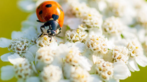 Close-up of ladybug on white flower