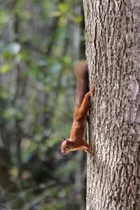 Red squirrel coming down tree trunk