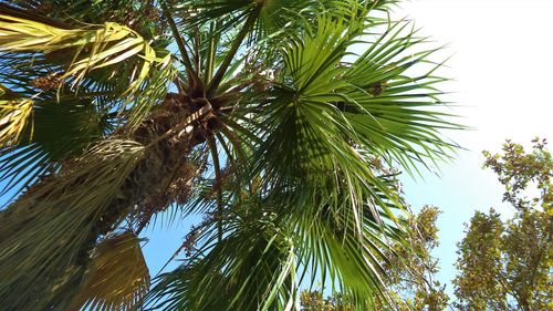Low angle view of palm tree against sky