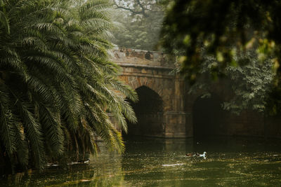 Ducks swimming on river flowing above stone bridge in lodi garden with lush vegetation