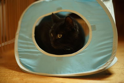 A black cat relaxing in a play cube