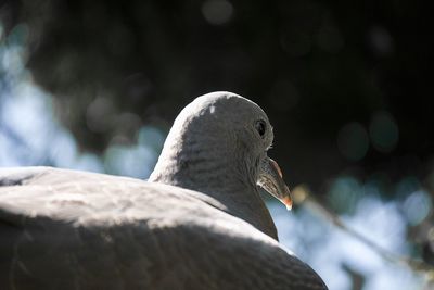 Low angle view of bird perching