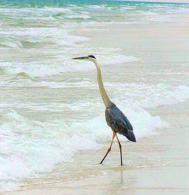 bird, wildlife, water, nature, outdoors, day, beauty in nature, no people, rippled, tranquility, focus on foreground, close-up, avian, wooden post