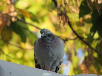 Low angle view of pigeon perching on branch